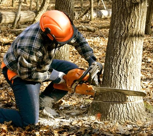 Tree Removal in Bellevue, IA